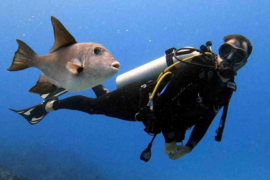 Diving – Introduction (2 dives from boat)